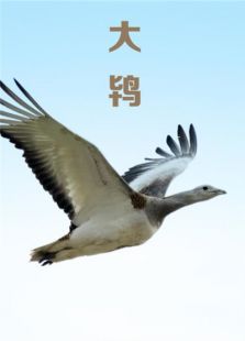 大鸨免费观看