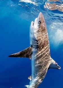 BBC：鲨鱼治疗法之大型鲨鱼