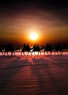 BBC：骆驼比赛