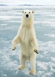 BBC：北极熊-冰上侦探