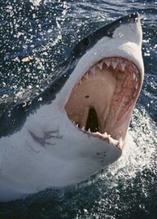 鲨鱼恐怖男生图片